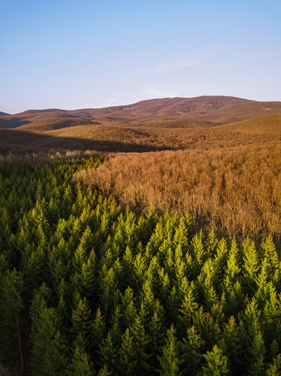 白天布朗山附近的绿草田